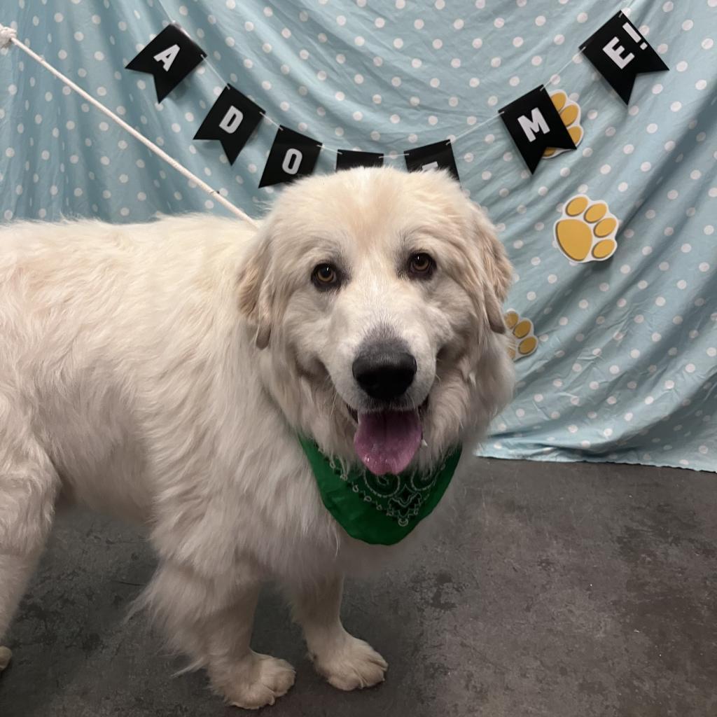 Thor, an adoptable Great Pyrenees in Show Low, AZ, 85901 | Photo Image 4