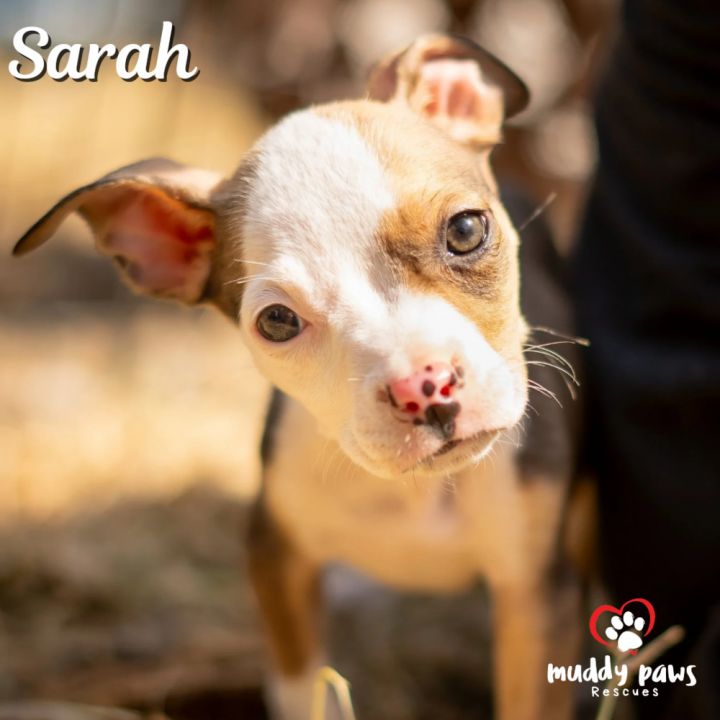 Hocus Pocus Litter: Sarah 1