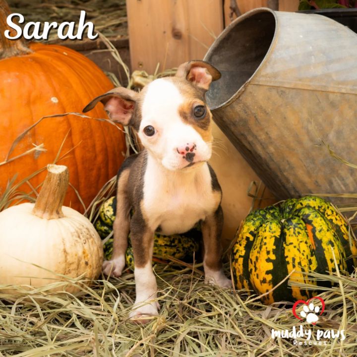 Hocus Pocus Litter: Sarah 2