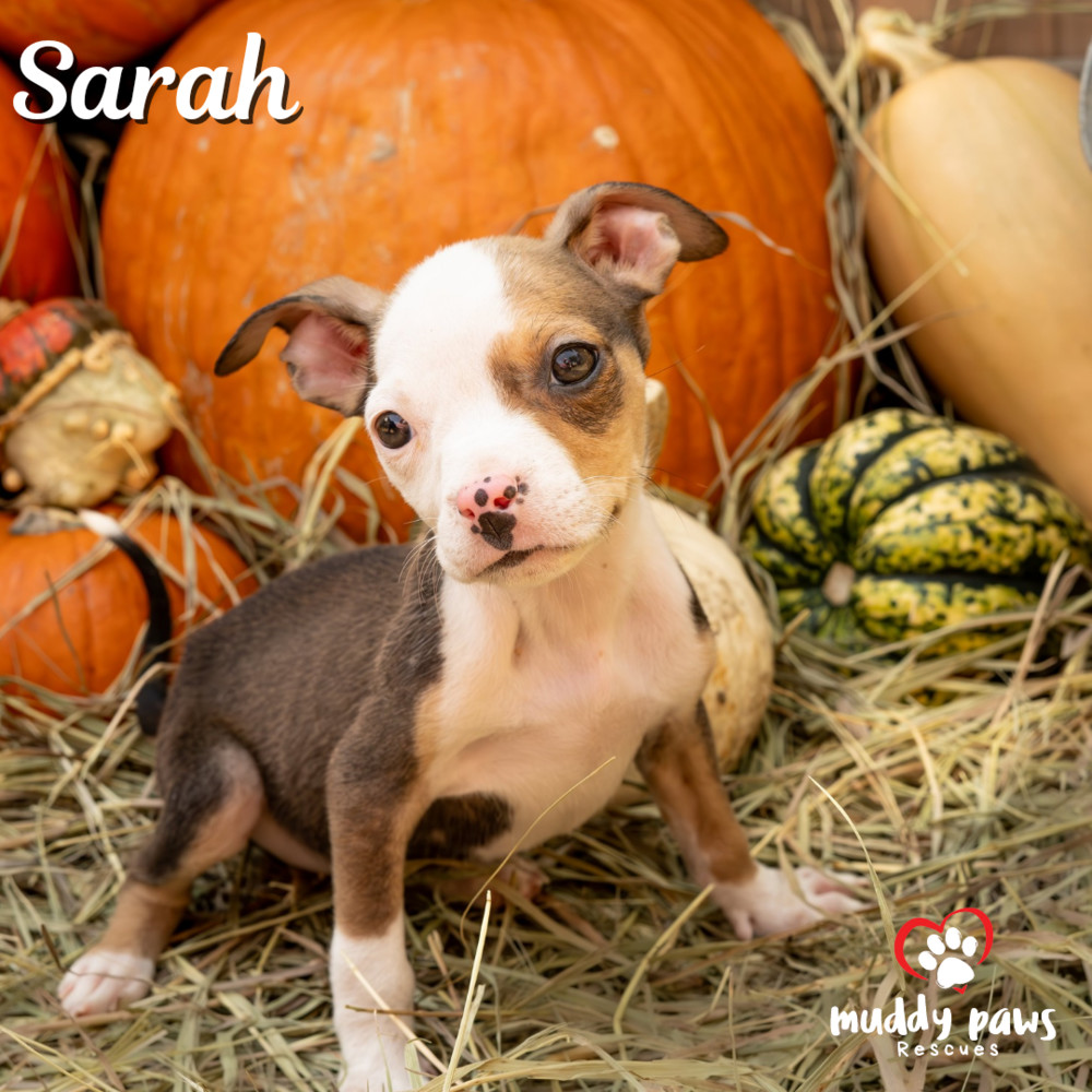 Hocus Pocus Litter: Sarah