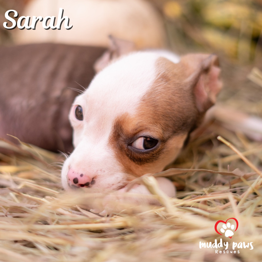 Hocus Pocus Litter: Sarah