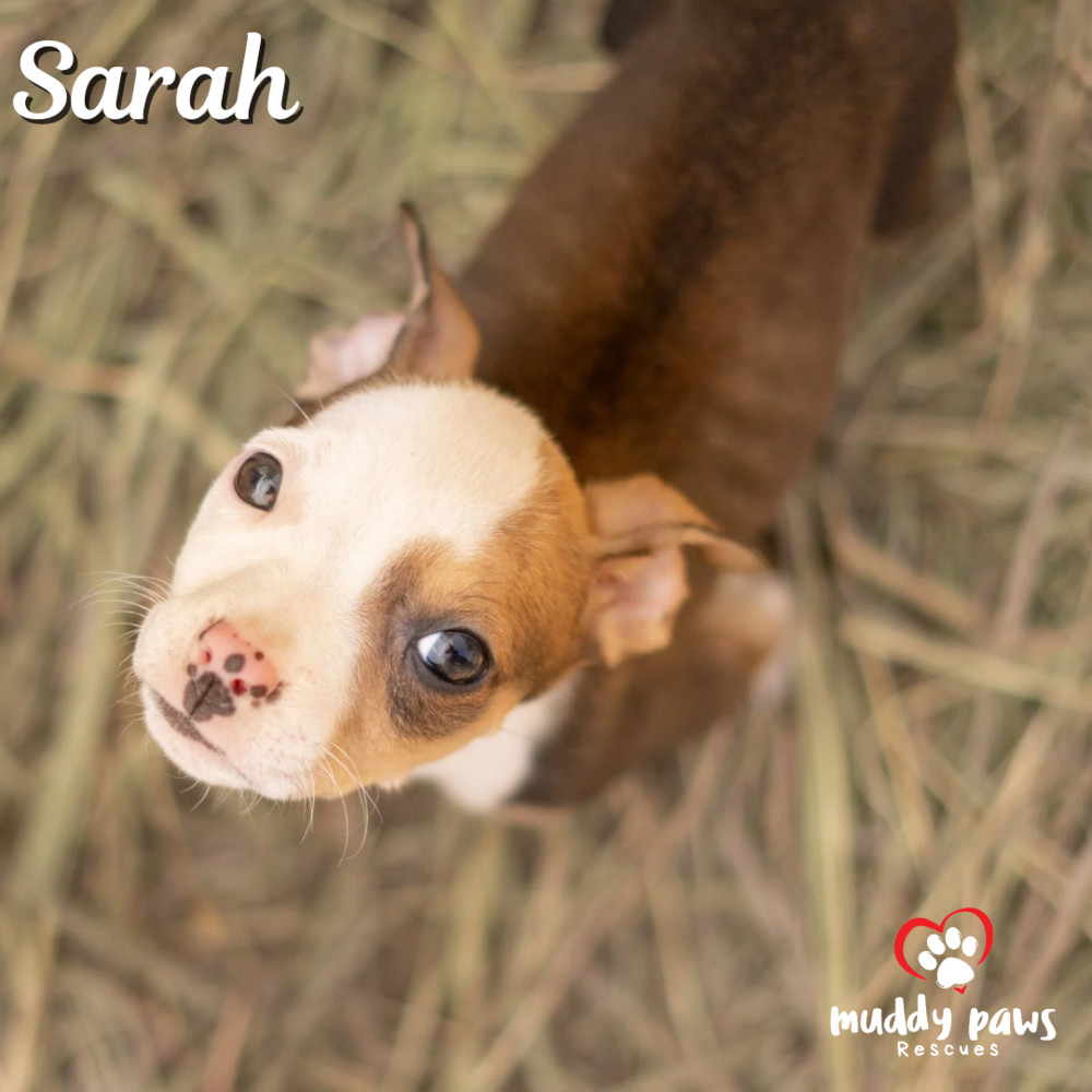 Hocus Pocus Litter: Sarah