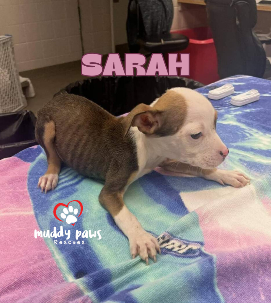 Hocus Pocus Litter: Sarah