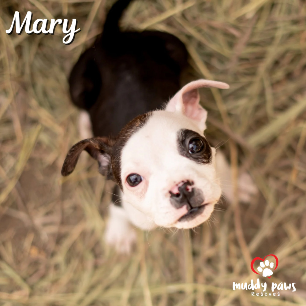 Hocus Pocus Litter: Mary