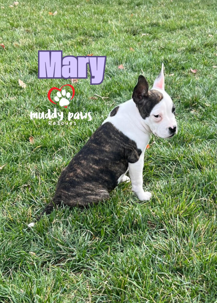 Hocus Pocus Litter: Mary