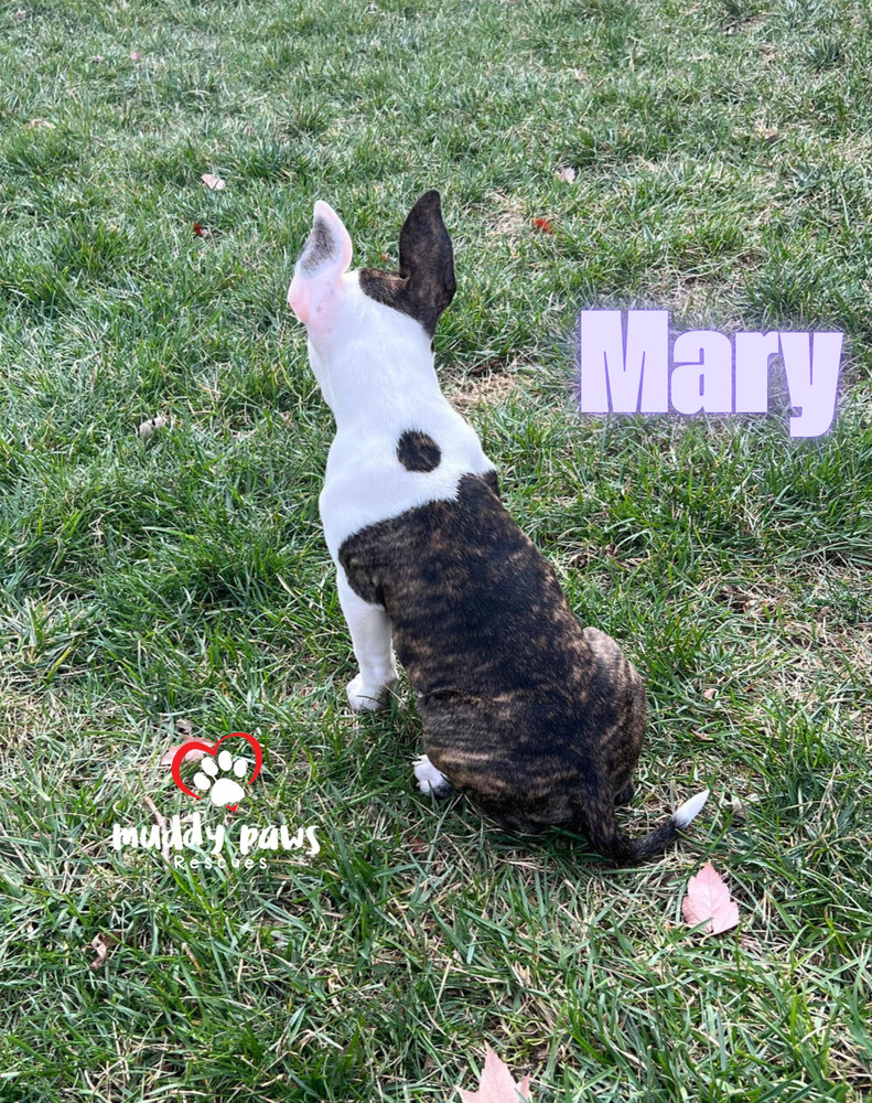 Hocus Pocus Litter: Mary