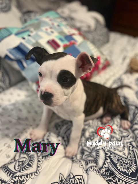 Hocus Pocus Litter: Mary