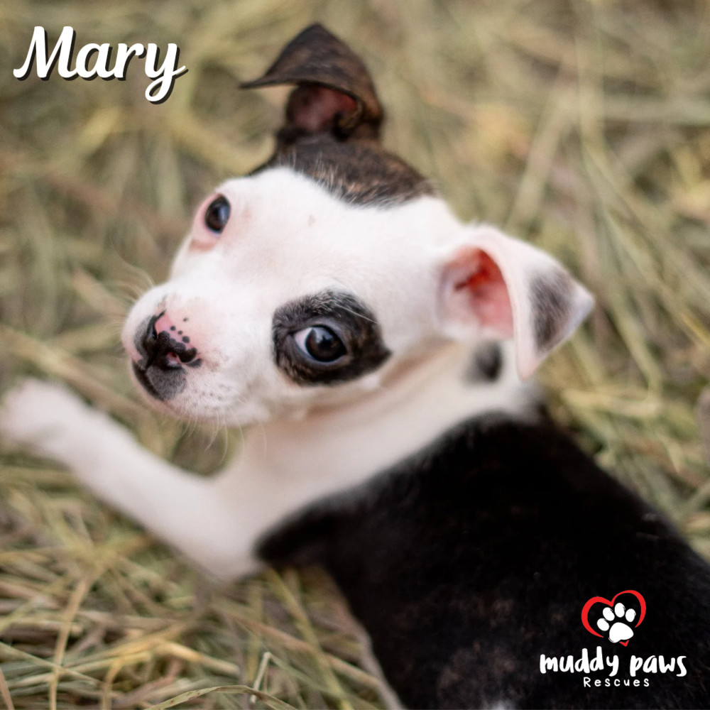 Hocus Pocus Litter: Mary