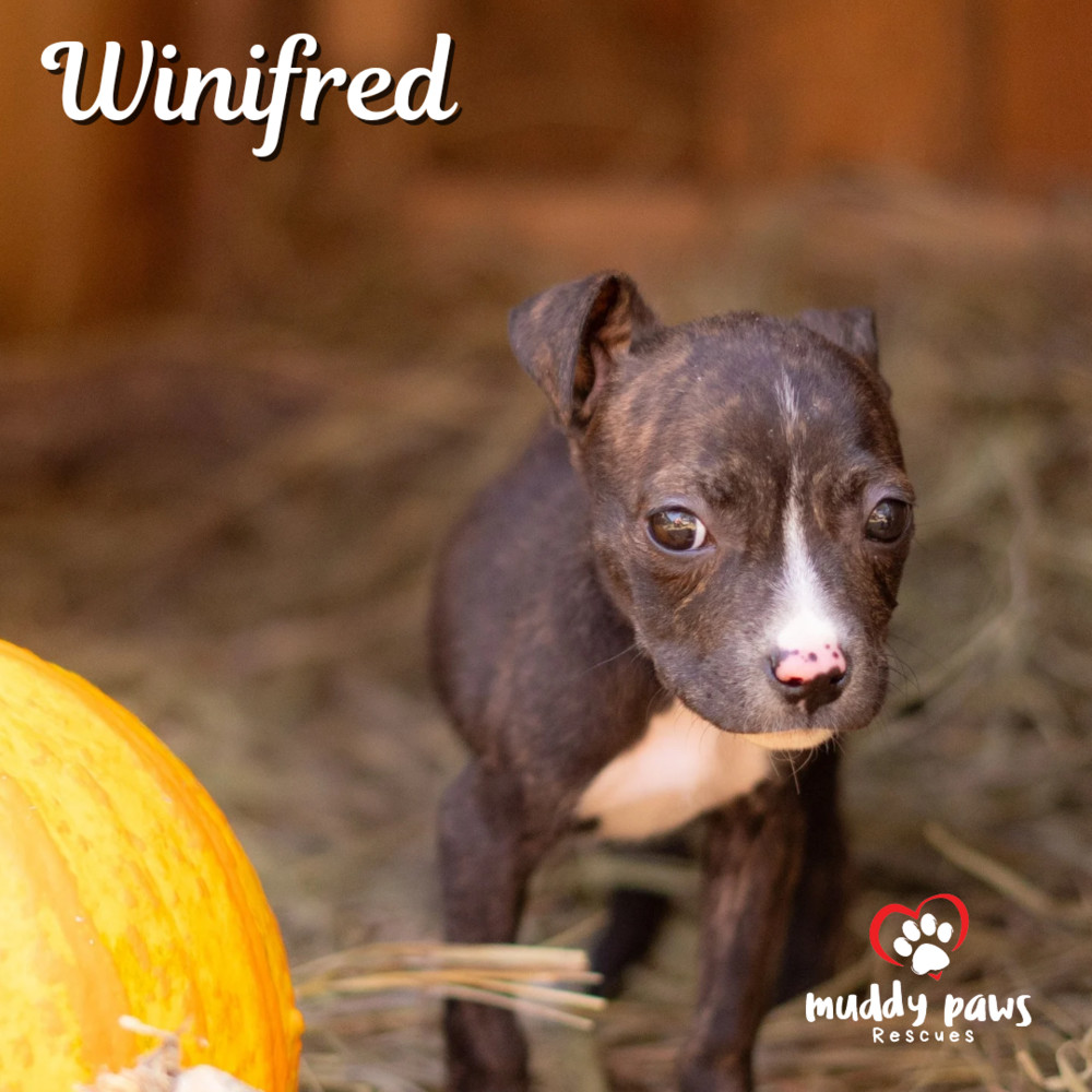 Hocus Pocus Litter: Winifred