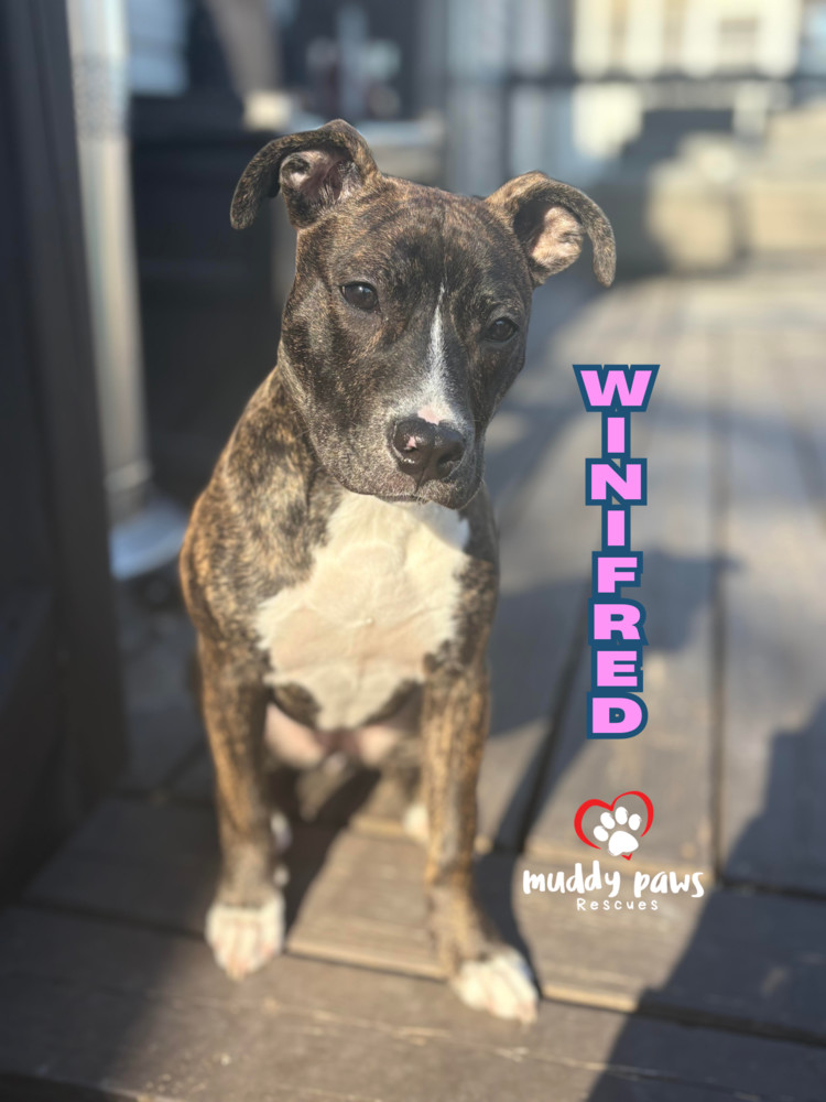 Hocus Pocus Litter: Winifred