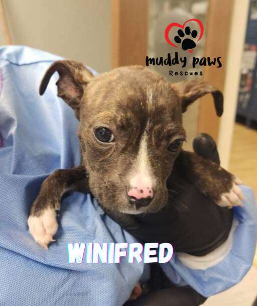 Hocus Pocus Litter: Winifred 2