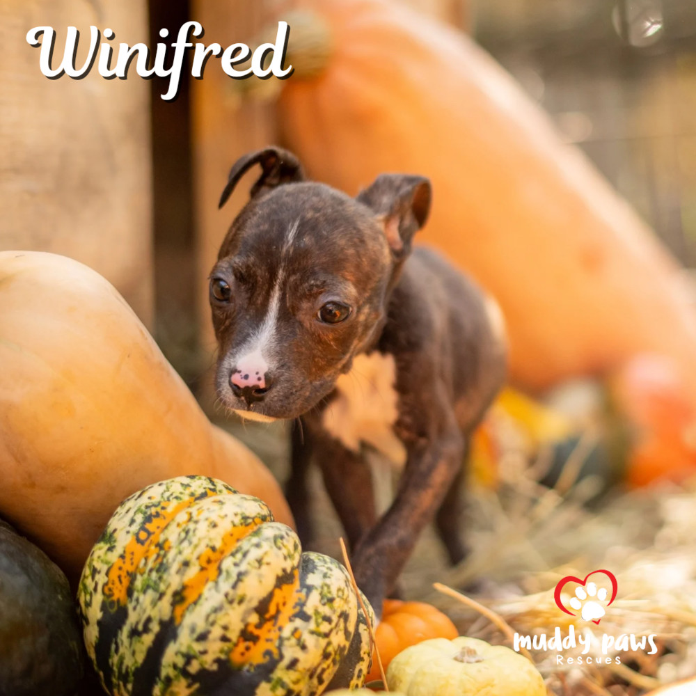 Hocus Pocus Litter: Winifred