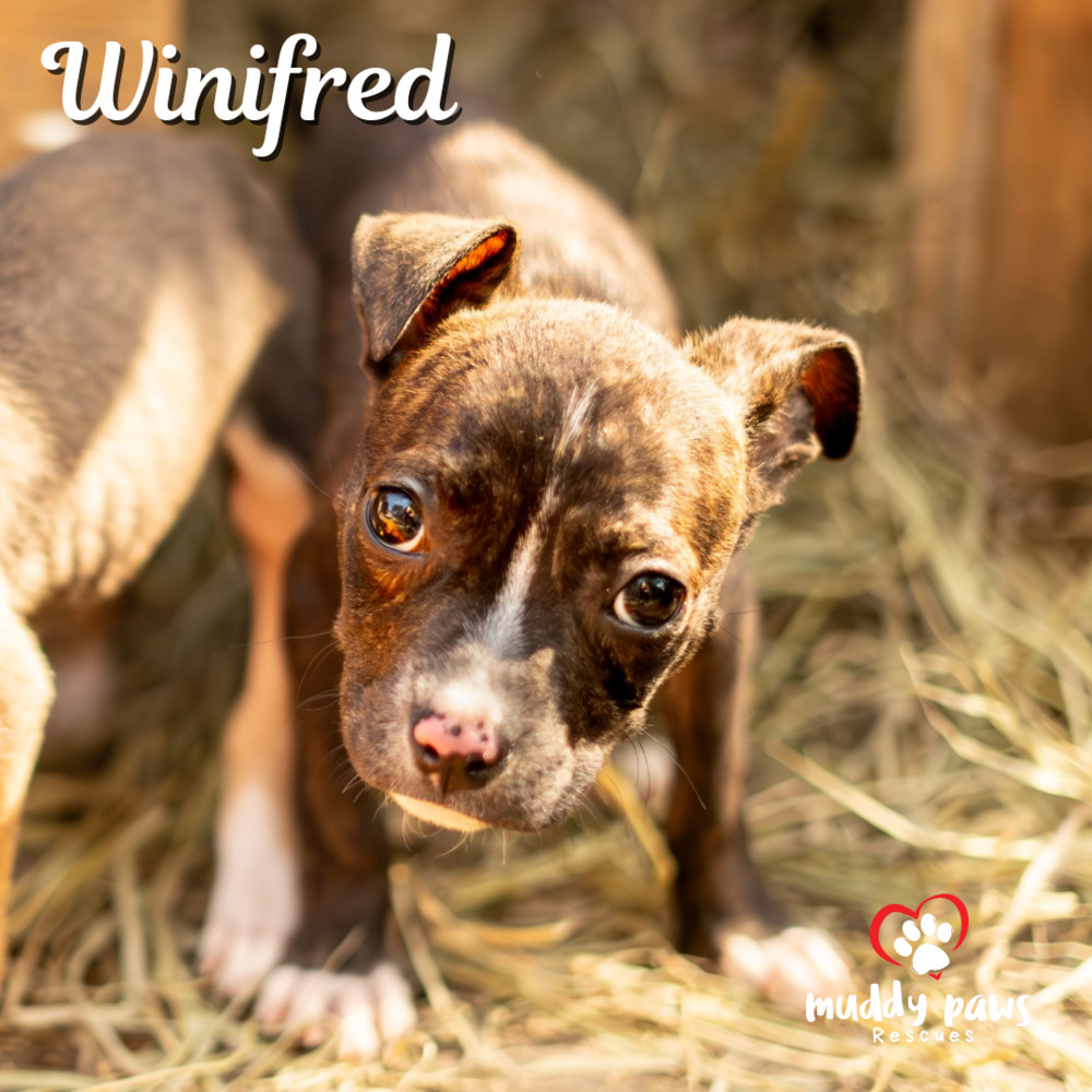 Hocus Pocus Litter: Winifred