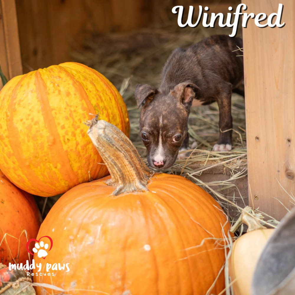 Hocus Pocus Litter: Winifred