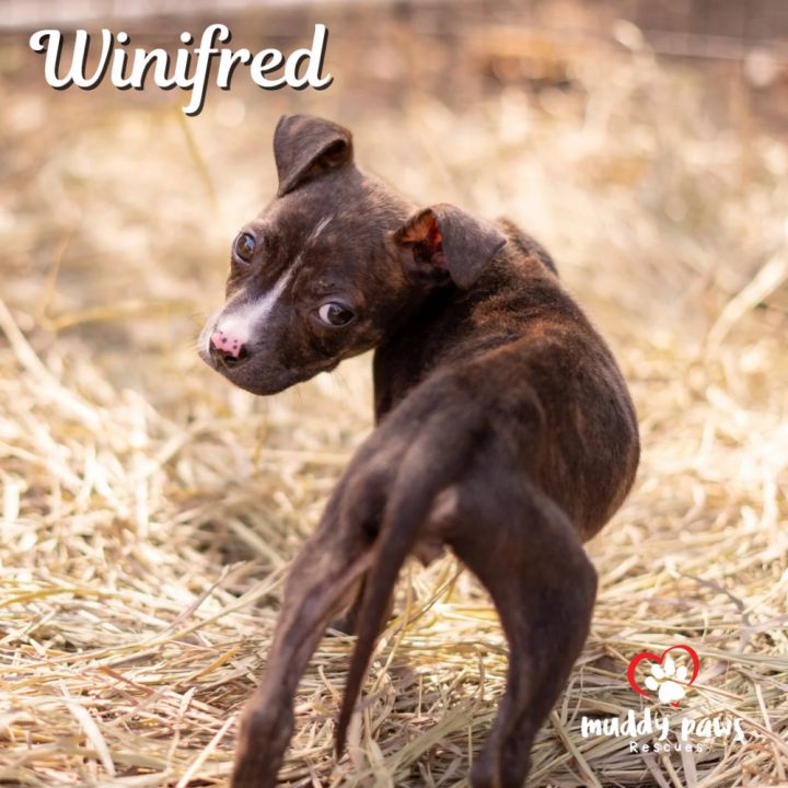 Hocus Pocus Litter: Winifred 6