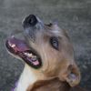 Seal (Adoption Fee-SPONSORED!) photo 1