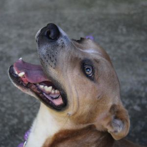 Seal (Adoption Fee-SPONSORED!)