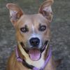 Seal (Adoption Fee-SPONSORED!) photo 2