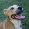 Seal (Adoption Fee-SPONSORED!) photo 4