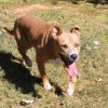 Seal (Adoption Fee-SPONSORED!) photo 5