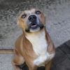 Seal (Adoption Fee-SPONSORED!) photo 6