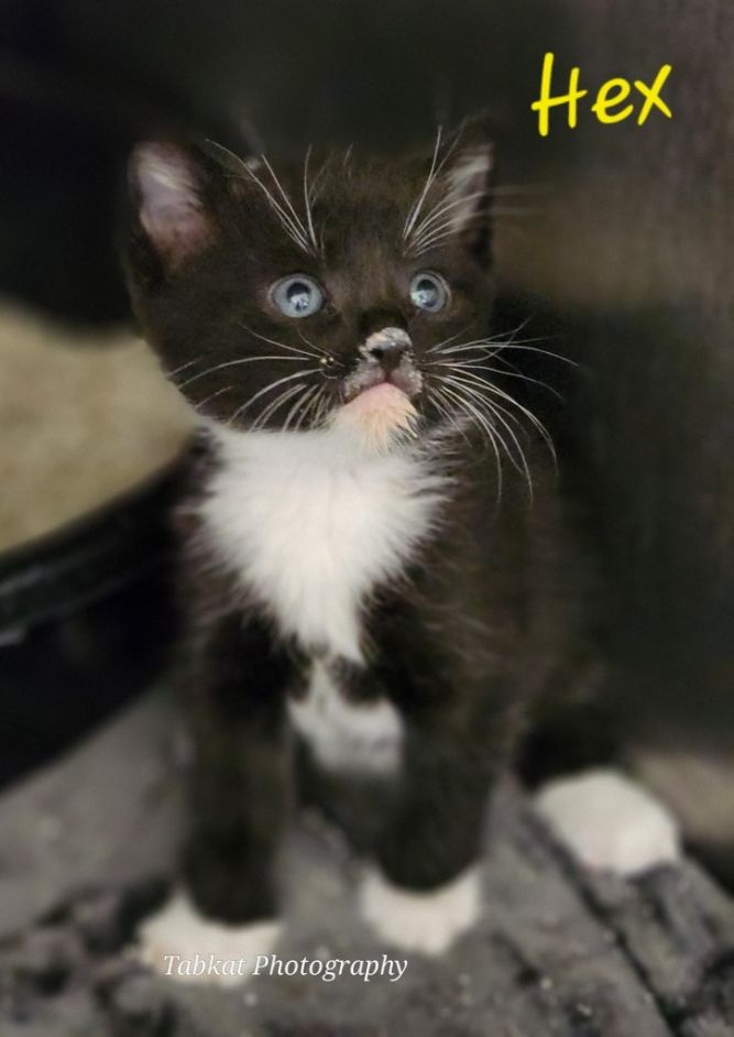 Cat for adoption Hex, a Domestic Short Hair Mix in Cambridge, MD