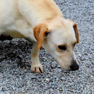 Pike, Adult Female Labrador Retriever