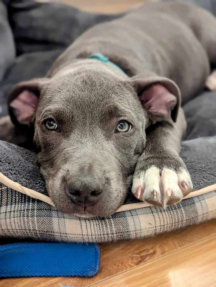 Dog for adoption David Rose, an American Staffordshire Terrier Mix in