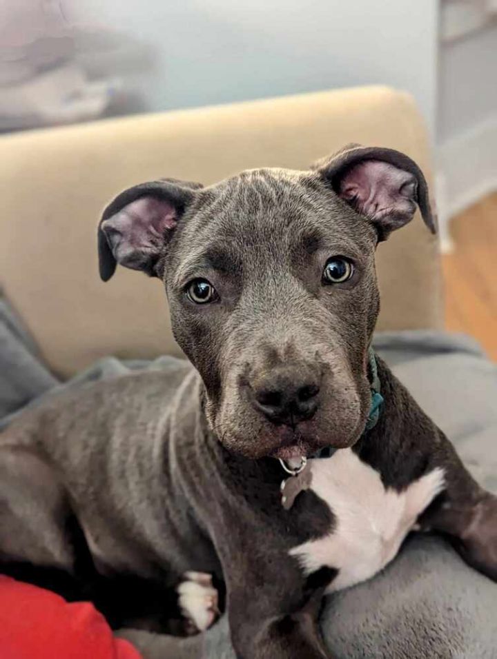 Dog for adoption David Rose, an American Staffordshire Terrier Mix in