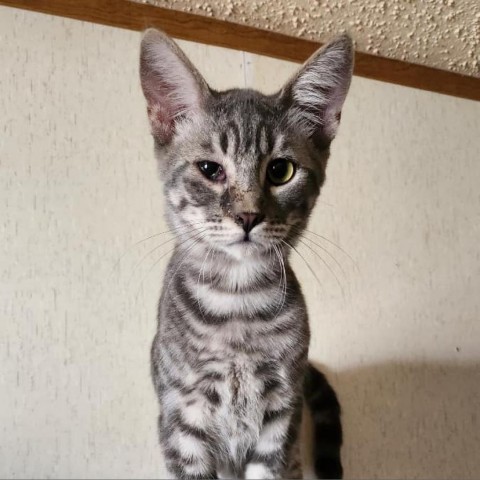 Ernie, an adoptable Domestic Short Hair in Garden City, KS, 67846 | Photo Image 1