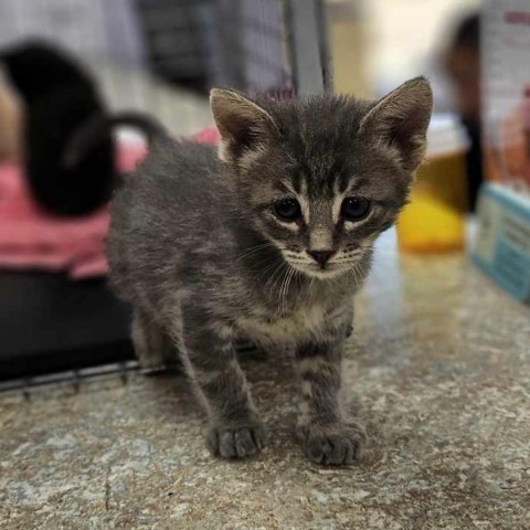 Ernie, an adoptable Domestic Short Hair in Garden City, KS, 67846 | Photo Image 3