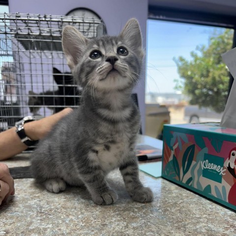 Ernie, an adoptable Domestic Short Hair in Garden City, KS, 67846 | Photo Image 4