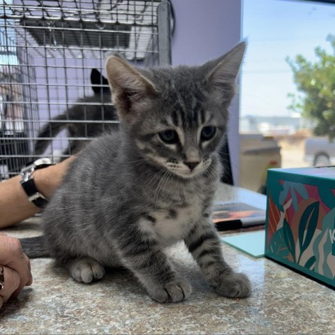 Ernie, an adoptable Domestic Short Hair in Garden City, KS, 67846 | Photo Image 5