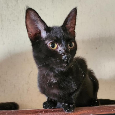 Elmo, an adoptable Domestic Short Hair in Garden City, KS, 67846 | Photo Image 1