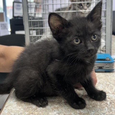 Elmo, an adoptable Domestic Short Hair in Garden City, KS, 67846 | Photo Image 2