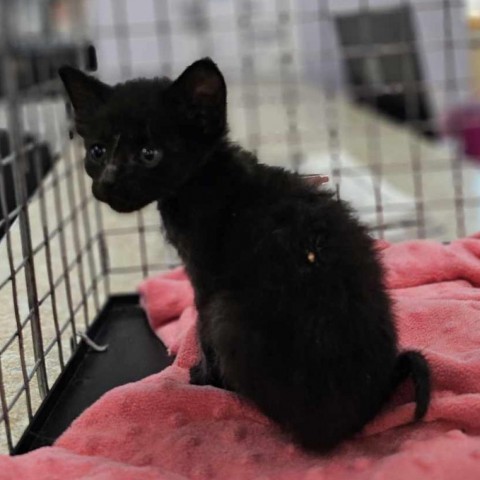 Elmo, an adoptable Domestic Short Hair in Garden City, KS, 67846 | Photo Image 3