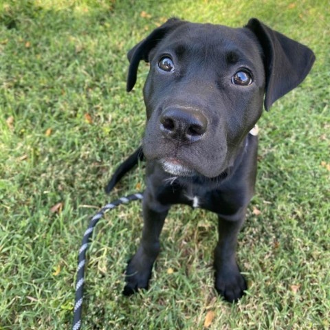 Raya, an adoptable Labrador Retriever in Garden City, KS, 67846 | Photo Image 1