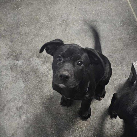 Raya, an adoptable Labrador Retriever in Garden City, KS, 67846 | Photo Image 2