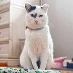 Kirbie, Adult Female Domestic Short Hair