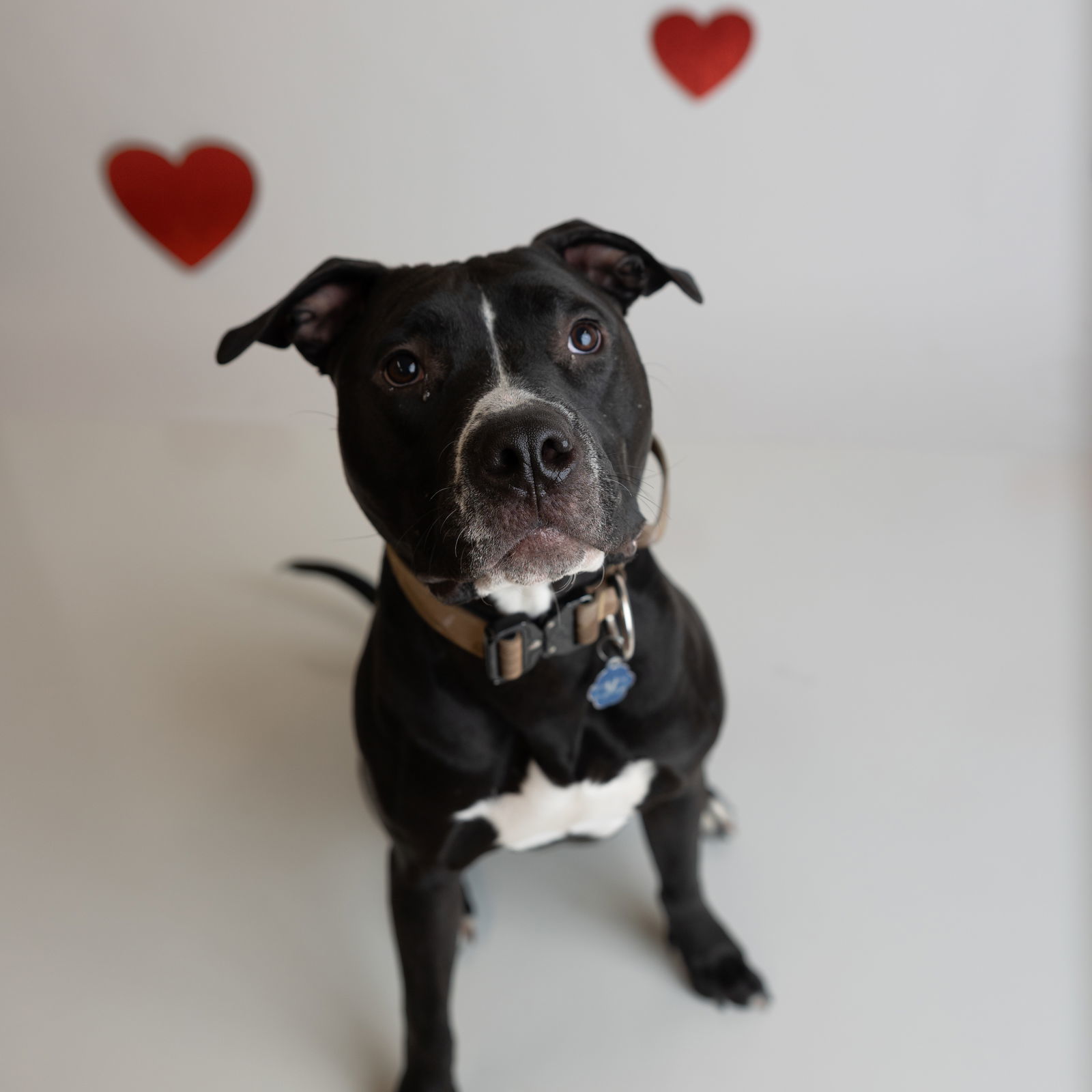 Mayor McCheese, an adoptable Pit Bull Terrier in Fargo, ND, 58103 | Photo Image 1
