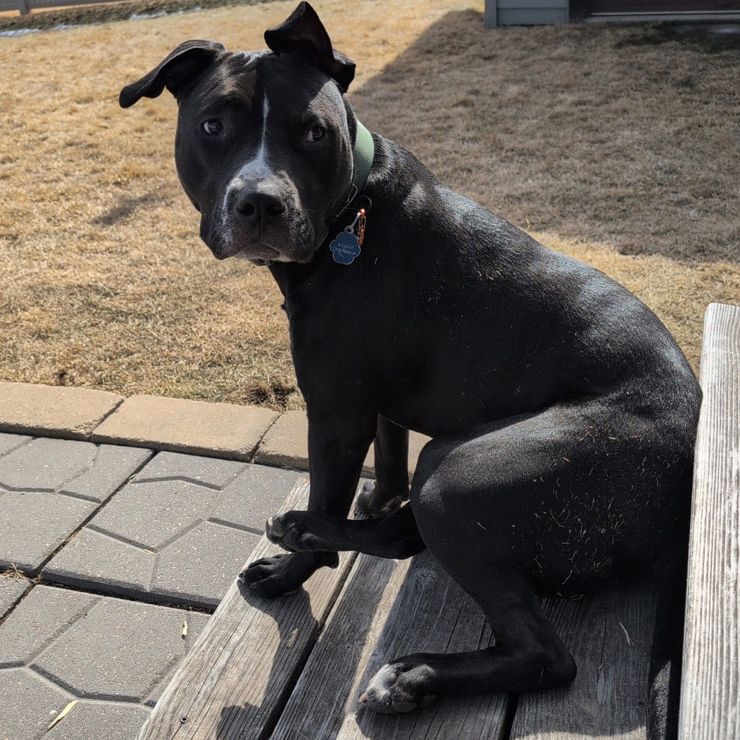 Mayor McCheese, an adoptable Pit Bull Terrier in Fargo, ND, 58103 | Photo Image 1