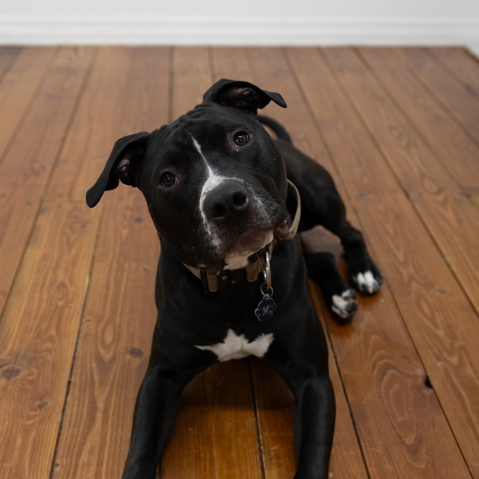 Mayor McCheese, an adoptable Pit Bull Terrier in Fargo, ND, 58103 | Photo Image 2