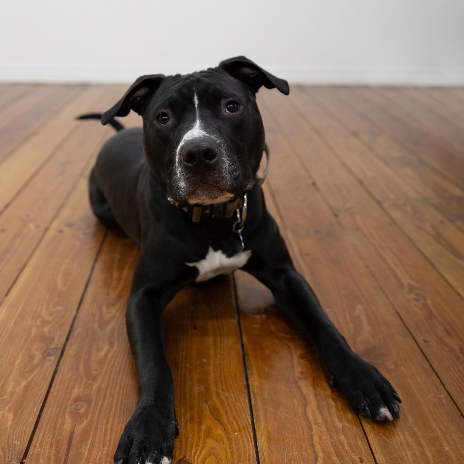 Mayor McCheese, an adoptable Pit Bull Terrier in Fargo, ND, 58103 | Photo Image 3