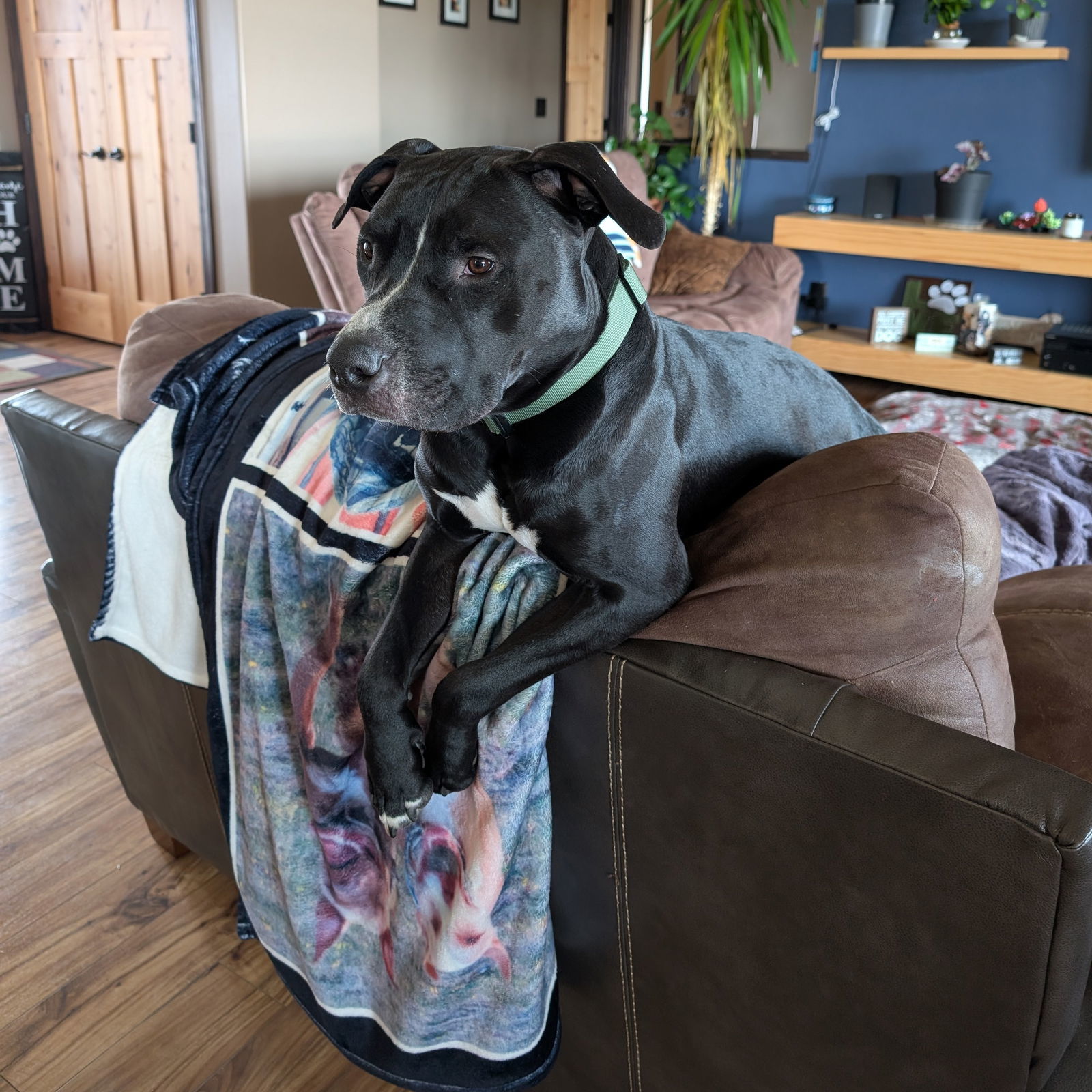 Mayor McCheese, an adoptable Pit Bull Terrier in Fargo, ND, 58103 | Photo Image 3