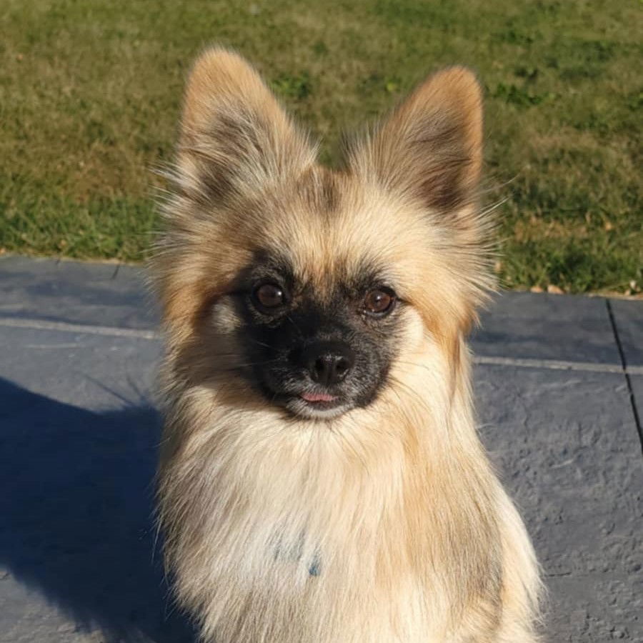 Yurgen, an adoptable Papillon, Pomeranian in Fargo, ND, 58103 | Photo Image 1