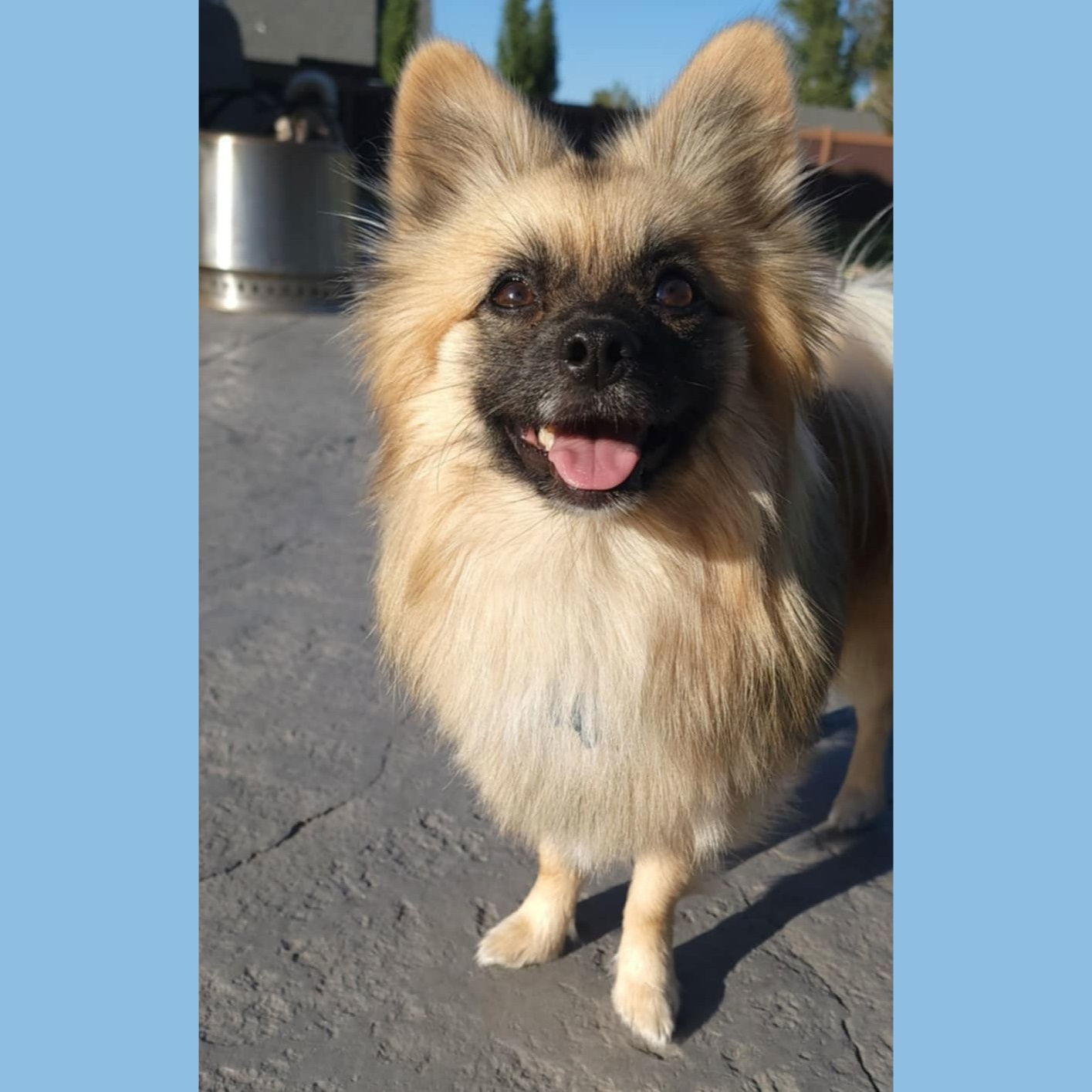 Yurgen, an adoptable Papillon, Pomeranian in Fargo, ND, 58103 | Photo Image 2