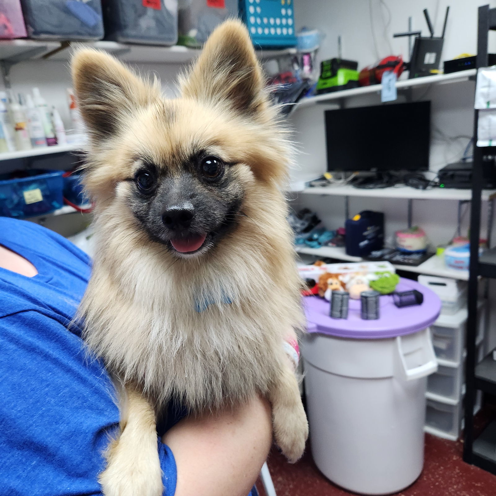 Yurgen, an adoptable Papillon, Pomeranian in Fargo, ND, 58103 | Photo Image 3