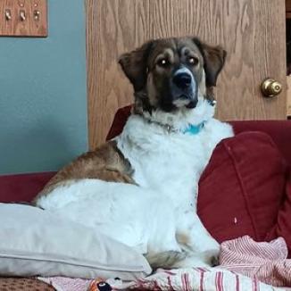 Missy, an adoptable Mixed Breed in Blair, WI, 54616 | Photo Image 2