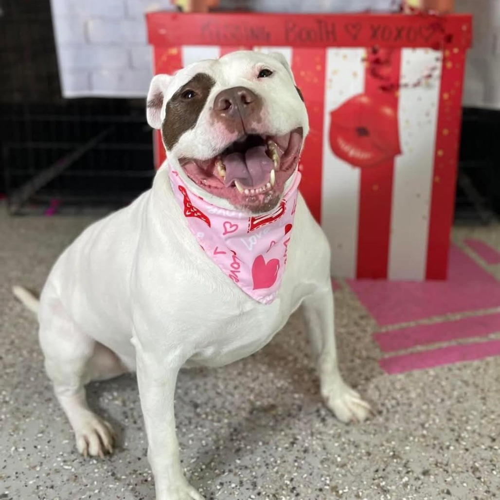 Rocky, an adoptable American Bulldog in Blair, WI, 54616 | Photo Image 1