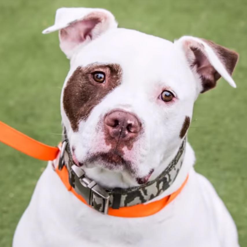 Rocky, an adoptable American Bulldog in Blair, WI, 54616 | Photo Image 2